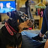 Akyra a rejoint le concours — aidez-le/la à gagner de superbes lots ! rottweiler, dog, pet, indoor, collar, blurred_background, television, living_room, jeans, socks, human_leg, furniture, cozy, relaxing, black_and_tan, portrait, side_view, focused, domestic, companion