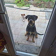 Akyra participe au concours pour gagner de l'argent avec cette photo : animal, canine, collar, curious, dog, domestic_animal, door_frame, garden, glass_door, greenery, leash, outdoor, patio, pets, resting, sunlight, tile_floor, two_dogs, waiting, yard