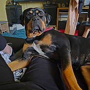 Akyra a rejoint le concours — aidez-le/la à gagner de superbes lots ! rottweiler, dog, pet, indoor, living_room, couch, television, furniture, person, clothing, speaker, blanket, relaxing, looking_at_camera, black_and_tan, collar, home, electronics, casual, cozy