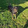 Akyra participe au concours pour gagner de l'argent avec cette photo : alert, animal, canine, collar, companionship, daylight, dog, grass, greenery, healthy, lawn, mammal, nature, outdoor, pet, playful, shadow, stick, summer, sunlight