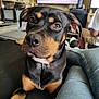 black_dog, close_up, couch, decor, dog, ears, eyes, furniture, home, indoor, jeans, legs, living_room, person, pet, relaxed, sitting, snout, tan_dog, television