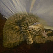 Jasper joined the competition — help win amazing prizes! cat, tabby, sleeping, curled_up, pet, animal, feline, collar, indoor, resting, cozy, fur, whiskers, paw, bed, blanket, cute, relaxed, domestic_animal, mammal