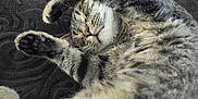 Jasper is registered to the contest to win money with this photo: cat, tabby, sleeping, stretching, fur, whiskers, paw, nose, closed_eyes, relaxed, pet, indoor, blanket, texture, animal, cute, cozy, mammal, feline, resting