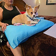 Zuck joined the competition — help win amazing prizes! dog, person, bed, pillow, blanket, indoor, pet, resting, lap, furniture, brown, blue, casual, relaxed, collar, light, headboard, nail_polish, hand, wall