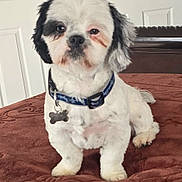 Ducati joined the competition — help win amazing prizes! dog, pet, collar, indoor, bed, blanket, white, black, fur, small_dog, tag, brown, furniture, cute, animal, companion, resting, portrait, household, calm