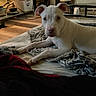 Blue is registered to the contest to win money with this photo: dog, puppy, white_dog, pet, animal, face, eyes, ears, nose, lying_down, bed, blanket, plush_toy, bedroom, indoor, home, wood_floor, furniture, portrait, relaxed