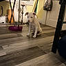Blue is registered to the contest to win money with this photo: puppy, dog, white_dog, sitting, indoors, floor, wood_floor, home, room, furniture, cleaning_tools, broom, chair, door, wall, pet, animal, portrait, かわいい, domestic_scene