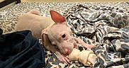 Blue is registered to the contest to win money with this photo: puppy, dog, white_dog, young_dog, pet, animal, chewing, toy, bone, bed, bedspread, leopard_print, indoors, bedroom, cute, lying_down, ears, short_hair, playful, portrait