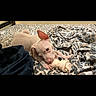 puppy, dog, white_dog, young_dog, pet, animal, chewing, toy, bone, bed, bedspread, leopard_print, indoors, bedroom, cute, lying_down, ears, short_hair, playful, portrait