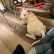 Blue is registered to the contest to win money with this photo: dog, puppy, white_dog, short_hair, sitting, indoors, wooden_floor, home, pet, animal, canine, floppy_ears, pink_nose, brown_eyes, red_toy, ball, furniture, cozy_room, candid_photo, portrait