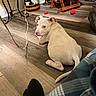 dog, puppy, white_dog, short_hair, sitting, indoors, wooden_floor, home, pet, animal, canine, floppy_ears, pink_nose, brown_eyes, red_toy, ball, furniture, cozy_room, candid_photo, portrait