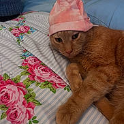 Romeo is registered to the contest to win money with this photo: cat, orange_cat, hat, bed, floral_pattern, striped_bedspread, indoor, pet, feline, relaxed, sleepy, cute, animal, cozy, closeup, portrait, domestic_cat, whiskers, paw, pink