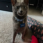 Lucky joined the competition — help win amazing prizes! cat, gray_cat, collar, pet_tag, carpet, indoor, person, leggings, floral_pattern, sock, pink_sock, floor, feline, curious, domestic_cat, animal, cute, pet, collar_tag, blue_tag