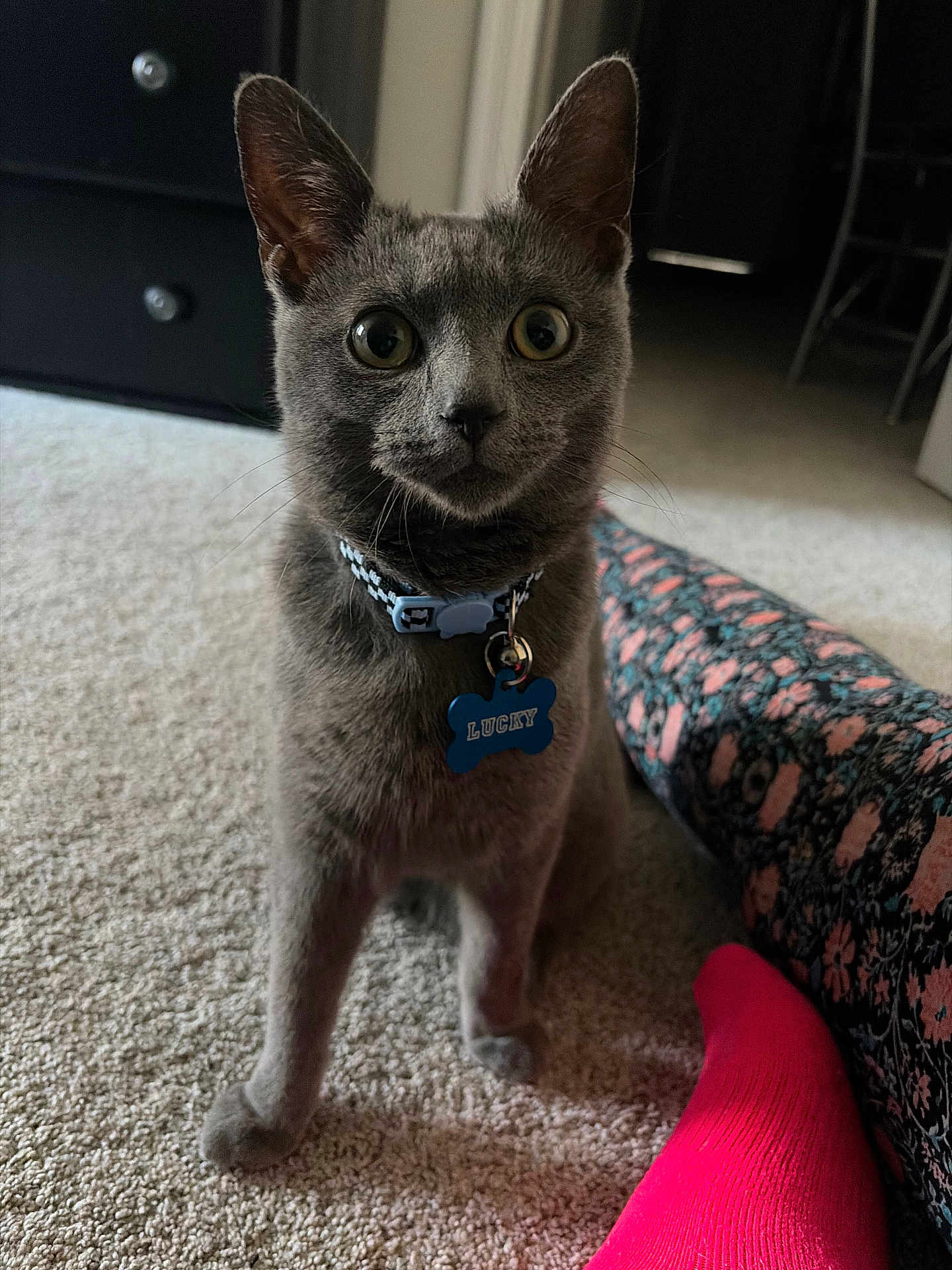 Lucky joined the competition — help win amazing prizes! cat, gray_cat, collar, pet_tag, carpet, indoor, person, leggings, floral_pattern, sock, pink_sock, floor, feline, curious, domestic_cat, animal, cute, pet, collar_tag, blue_tag