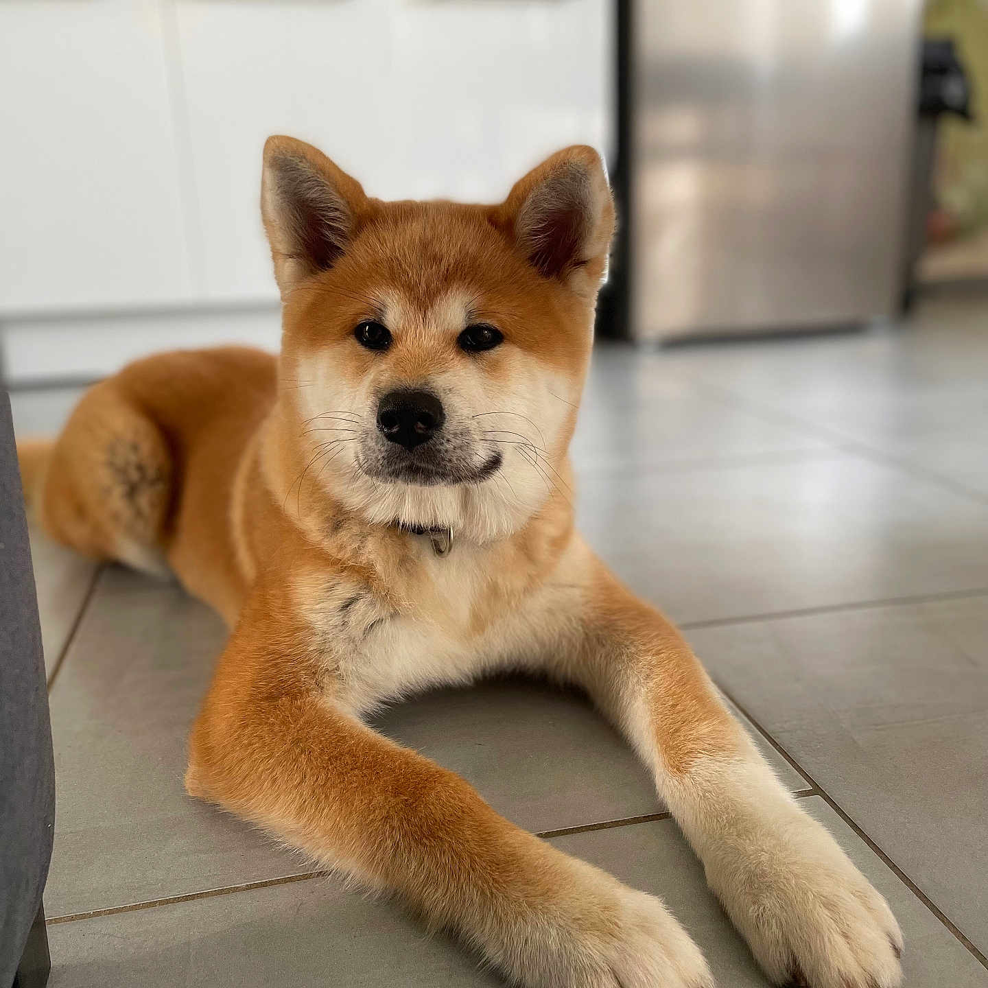Yuki a rejoint le concours — aidez-le/la à gagner de superbes lots ! accessories, animal, canine, chow, dog, dogbed, eskimodog, fox, goldenretriever, hardwood, husky, indoors, interiordesign, kitfox, pet, puppy, snout, strap, whitedog, wood