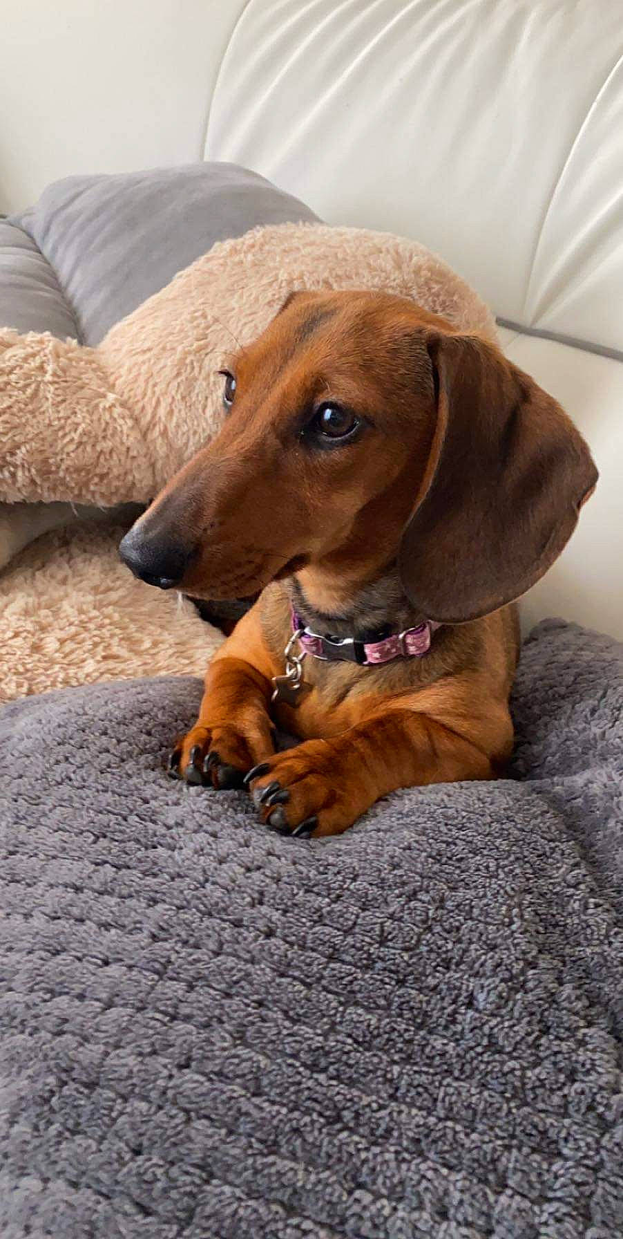 Lilly participe au concours pour gagner de l'argent avec cette photo : brown, canidae, carnivore, collar, comfort, companion_dog, dog, dog_breed, dog_collar, dog_supply, fawn, flooring, hound, liver, pet_supply, snout, sporting_group, whiskers, wood, working_animal