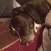 Bully is registered to the contest to win money with this photo: dog, black_dog, sleeping_dog, pet, bed, blanket, pillow, cozy, closeup, portrait, snout, fur, indoor, home, relaxed, sleeping, watermark, timestamp, camera_text, blurred