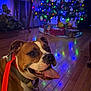 blurred_background, brown_and_white, christmas_tree, collar, decorations, dog, festive, floor_reflection, happy_dog, holiday, holiday_lights, home, indoor, leash, panting, pet, presents, smiling, tongue_out, wooden_floor