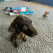 Tino joined the competition — help win amazing prizes! animal, background, box, brown, cardboard, carpet, curious, cute, dog, domestic, floor, furry, home, indoor, light, pet, puppy, sitting, small, young