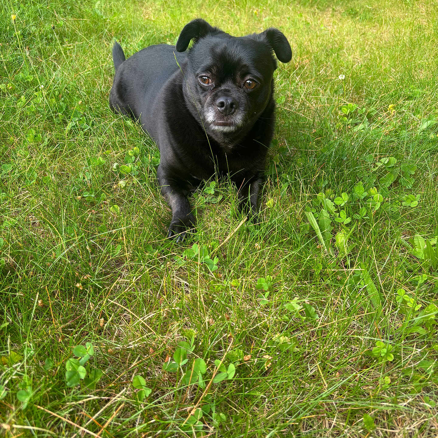Elvis