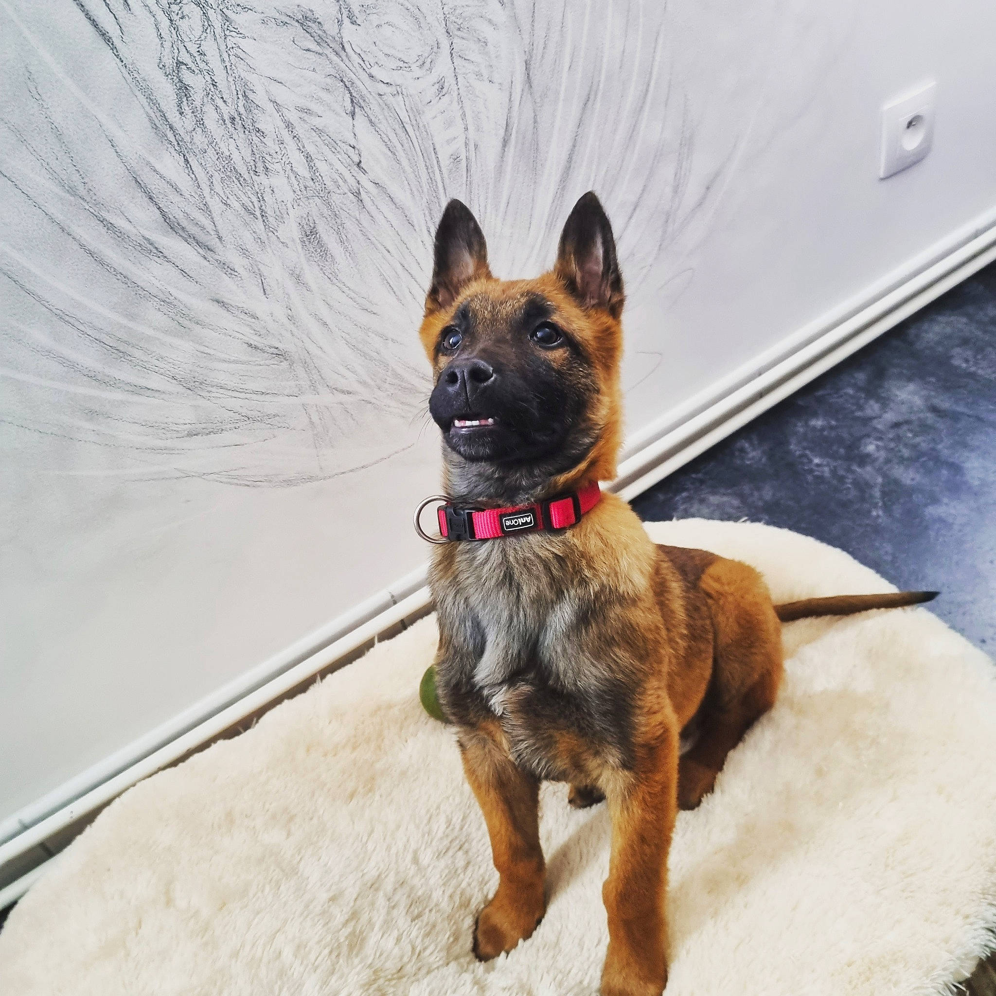 Horus a rejoint le concours — aidez-le/la à gagner de superbes lots ! ancient_dog_breeds, biting, canidae, carnivore, collar, companion_dog, dog, dog_breed, dog_collar, dog_supply, fawn, liver, non_sporting_group, snow, sporting_group, tail, terrestrial_animal, working_animal, working_dog