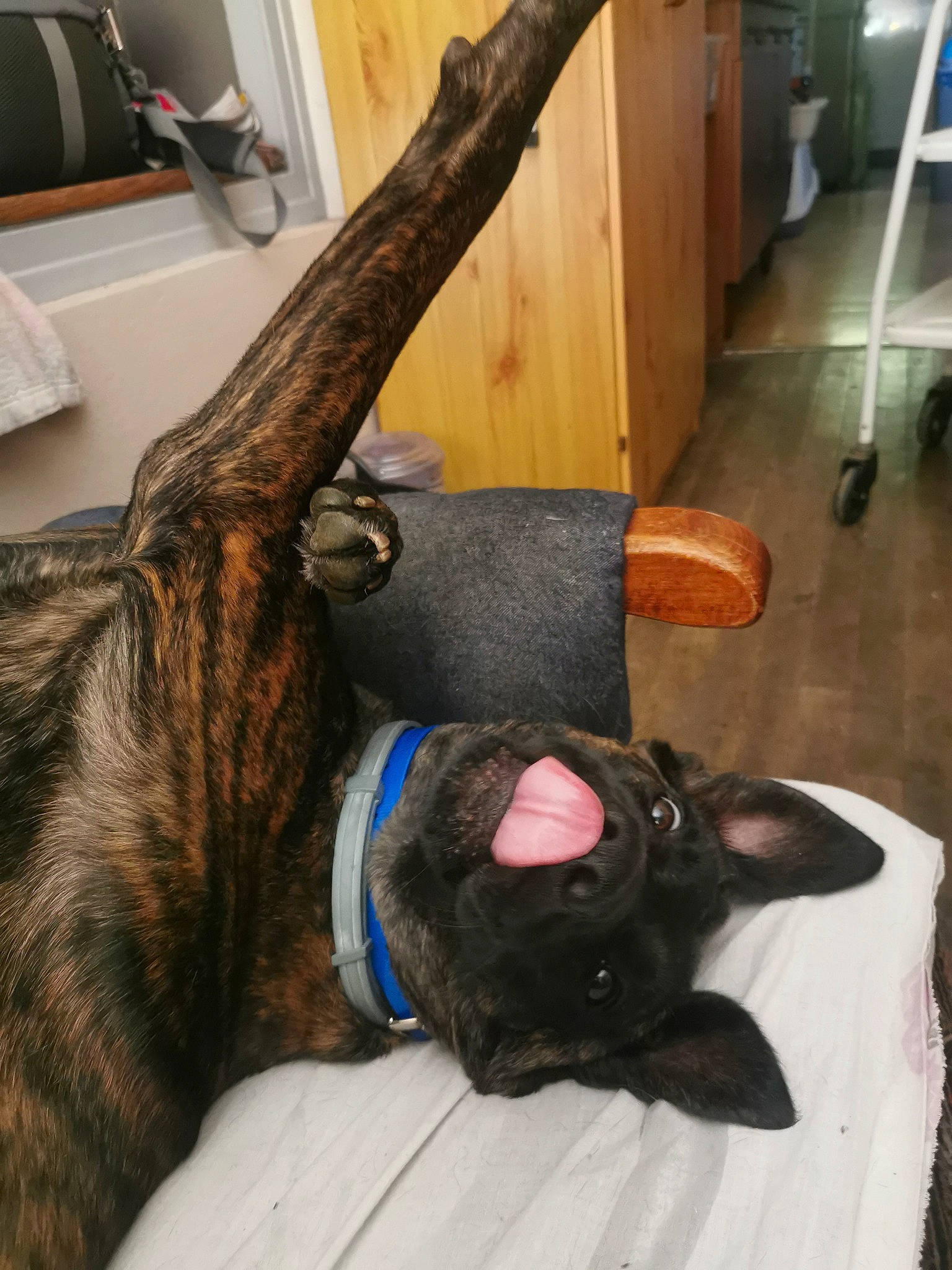 Kidiboo a rejoint le concours — aidez-le/la à gagner de superbes lots ! carnivore, collar, companion_dog, dog, dog_breed, dog_collar, domestic_short_haired_cat, fawn, felidae, flooring, fur, hardwood, human_leg, liver, small_to_medium_sized_cats, snout, tail, whiskers, wood, working_animal