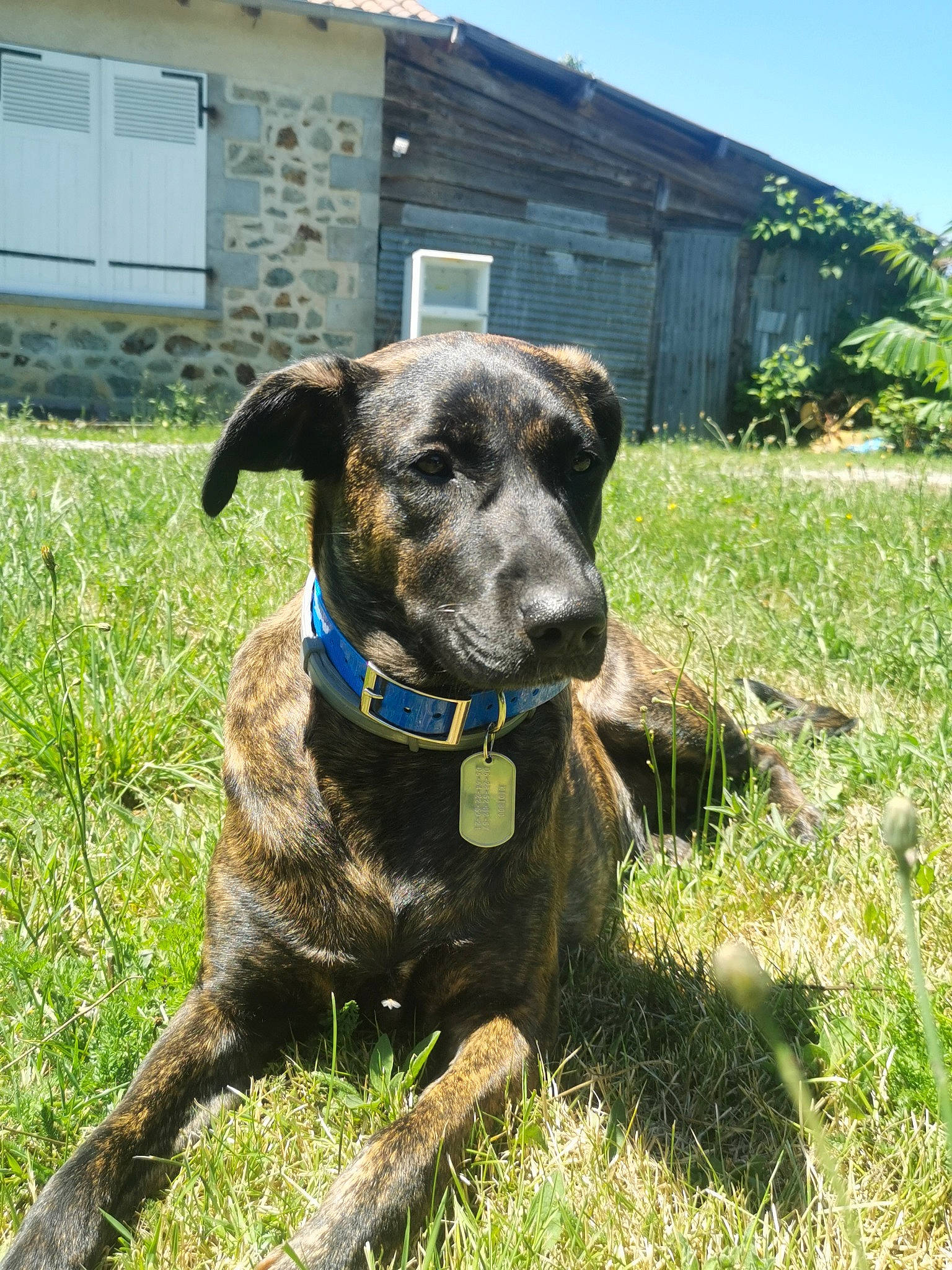 Kidiboo participe au concours pour gagner de l'argent avec cette photo : borador, carnivore, collar, companion_dog, dog, dog_breed, dog_collar, dog_supply, fawn, grass, groundcover, liver, pet_supply, plant, sky, snout, sporting_group, terrestrial_animal, window, working_animal