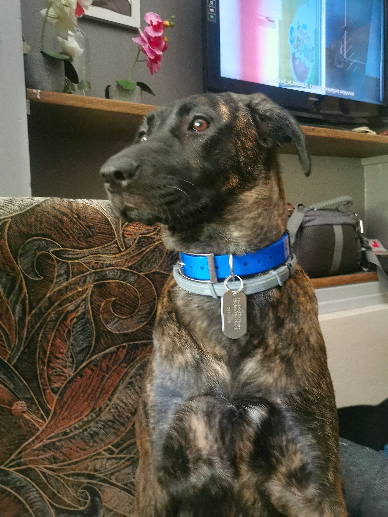 Kidiboo participe au concours pour gagner de l'argent avec cette photo : canidae, carnivore, collar, companion_dog, display_device, dog, dog_breed, dog_collar, fawn, fur, gun_dog, leash, led_backlit_lcd_display, liver, snout, sporting_group, tail, television, television_set, working_animal