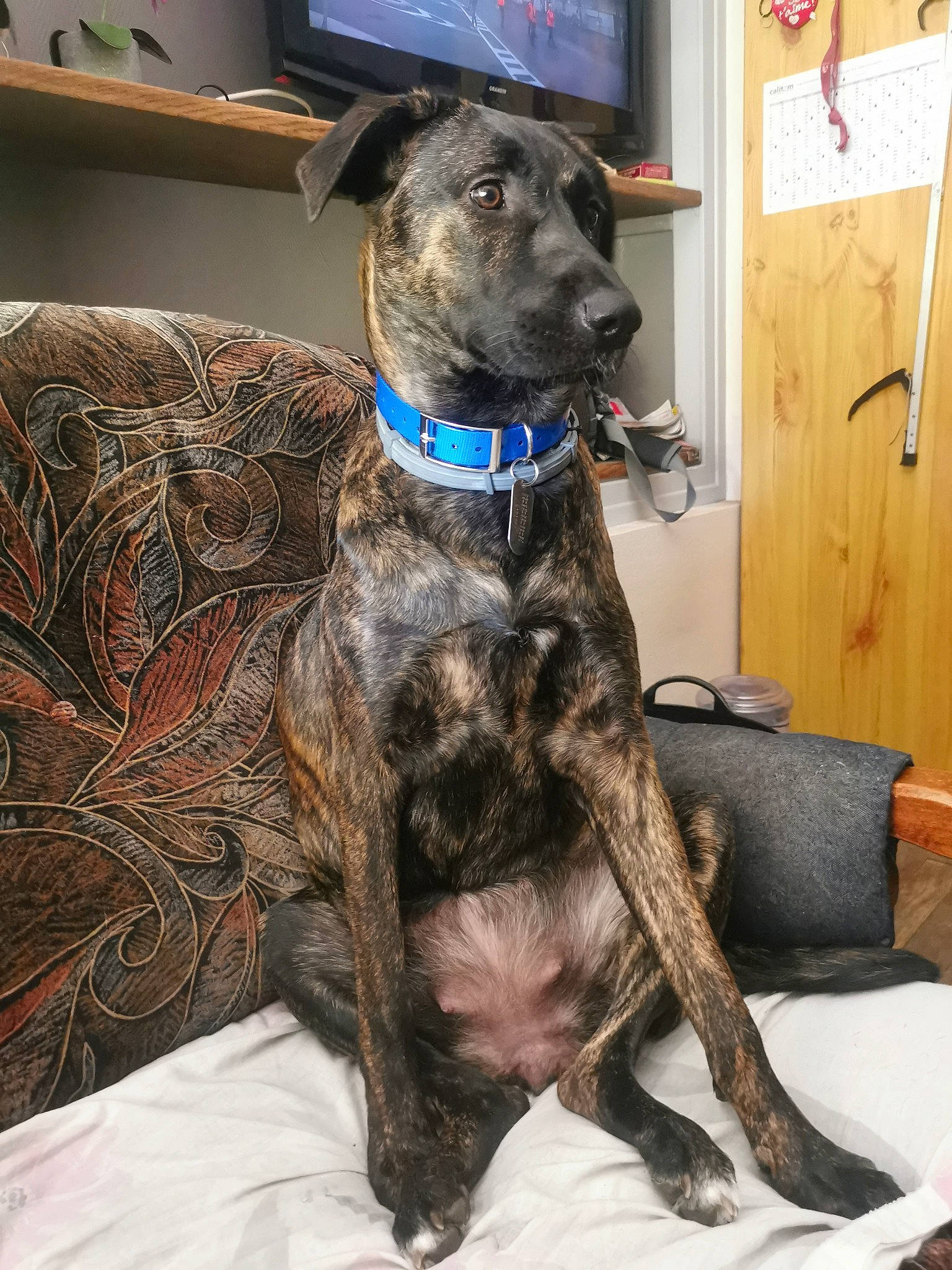 Kidiboo participe au concours pour gagner de l'argent avec cette photo : carnivore, collar, comfort, companion_dog, couch, dog, dog_breed, dog_collar, dog_supply, fawn, fur, great_dane, guard_dog, gun_dog, liver, picture_frame, sporting_group, tail, treeing_tennessee_brindle, working_animal