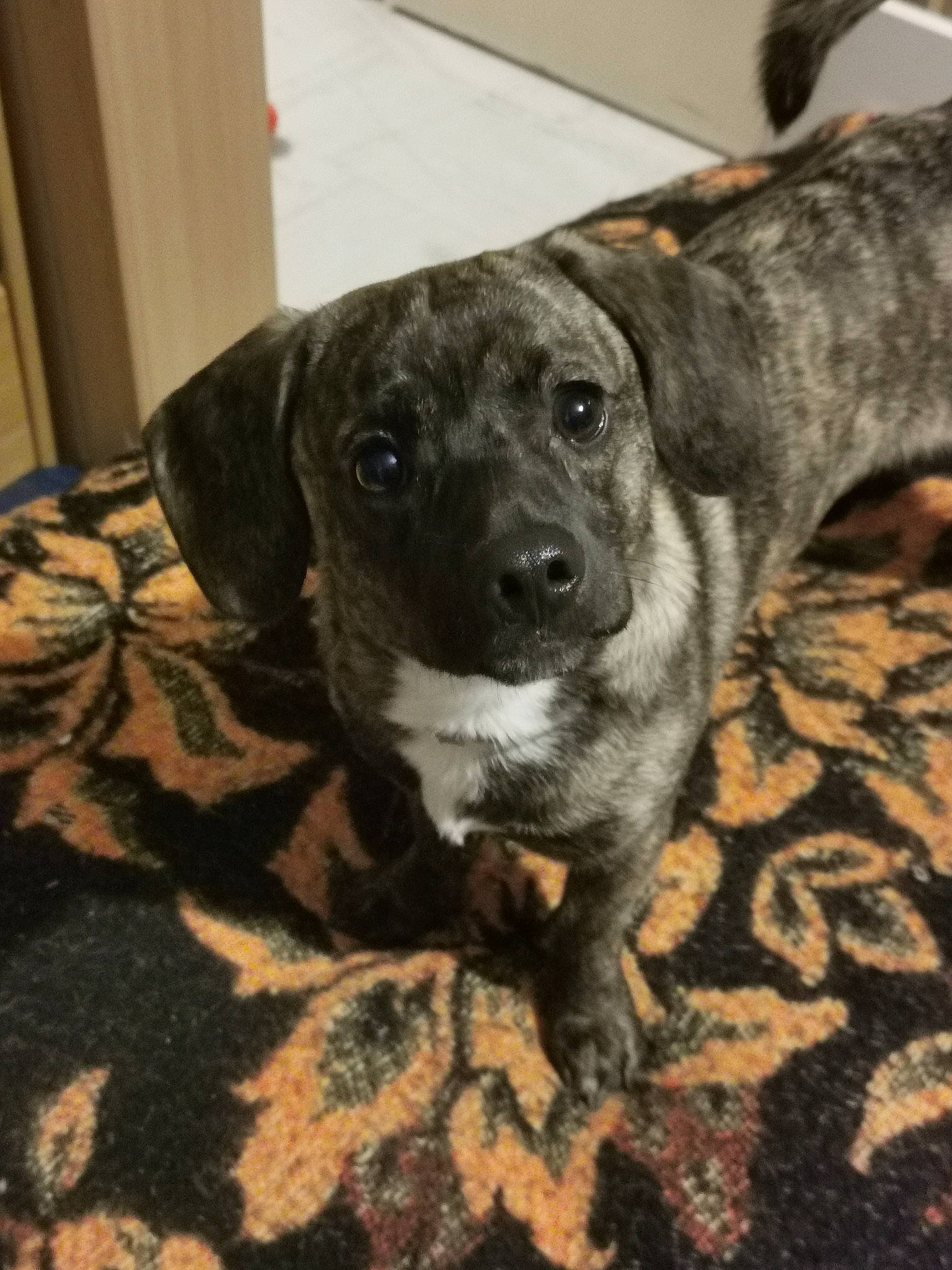 Link a rejoint le concours — aidez-le/la à gagner de superbes lots ! canidae, carnivore, collar, companion_dog, dog, dog_breed, fawn, flooring, fur, guard_dog, non_sporting_group, puppy, sporting_group, terrestrial_animal, treeing_tennessee_brindle, whiskers, working_animal, working_dog