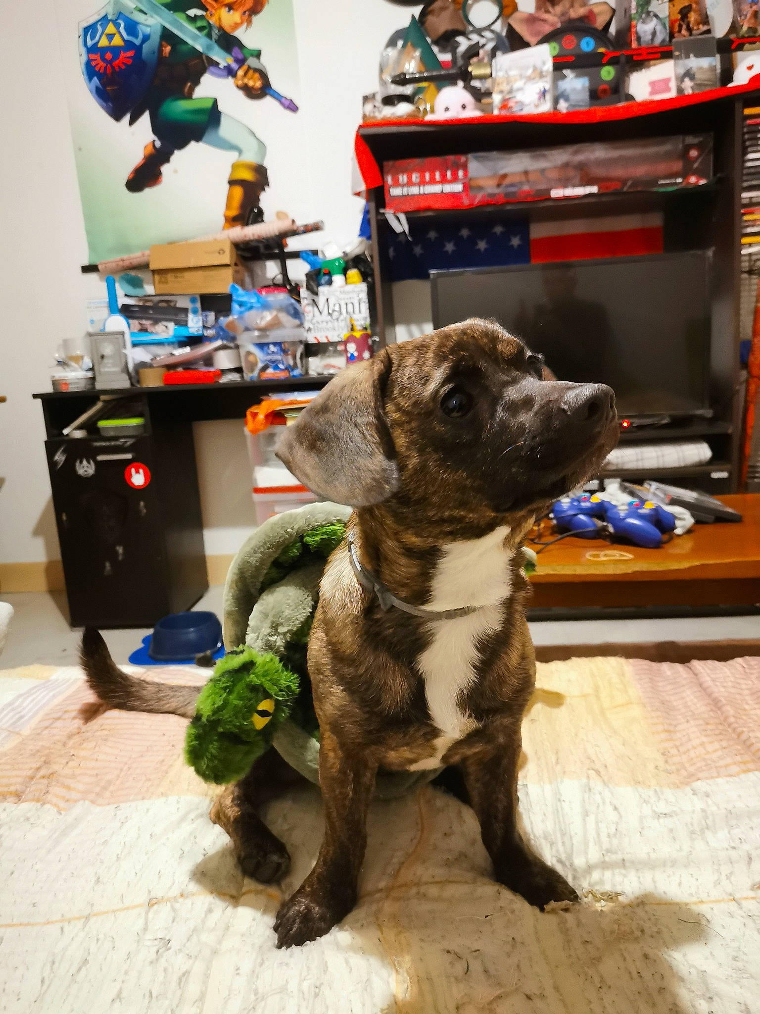 Link participe au concours pour gagner de l'argent avec cette photo : art, canidae, carnivore, collar, companion_dog, dog, dog_breed, dog_collar, fawn, felidae, flooring, fur, leash, sculpture, sporting_group, stuffed_toy, tail, television, toy, working_animal