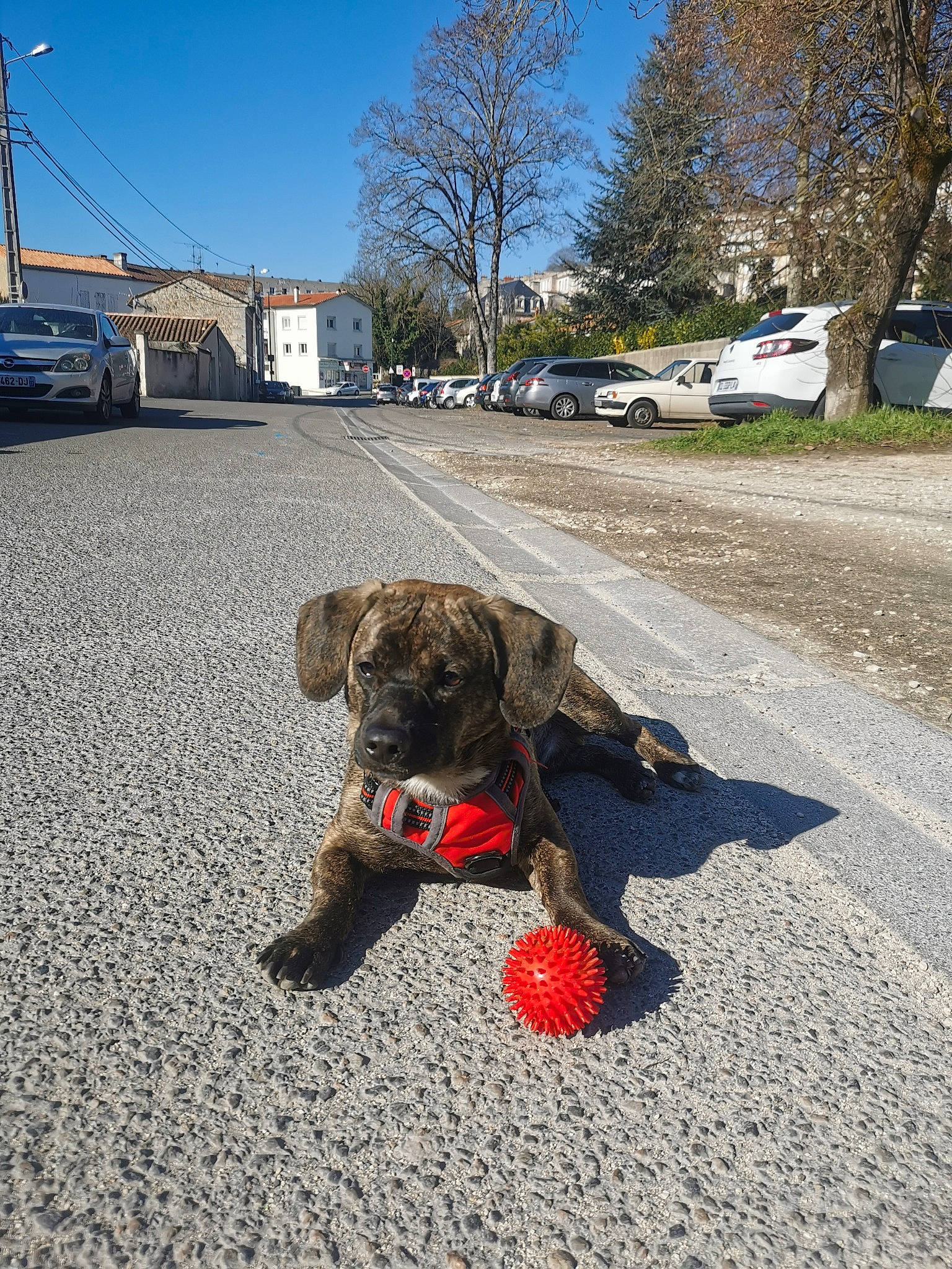Link a rejoint le concours — aidez-le/la à gagner de superbes lots ! asphalt, automotive_tire, car, carnivore, collar, companion_dog, dog, dog_breed, fawn, leash, plant, road, road_surface, sky, snout, tail, tire, tree, vehicle, wheel