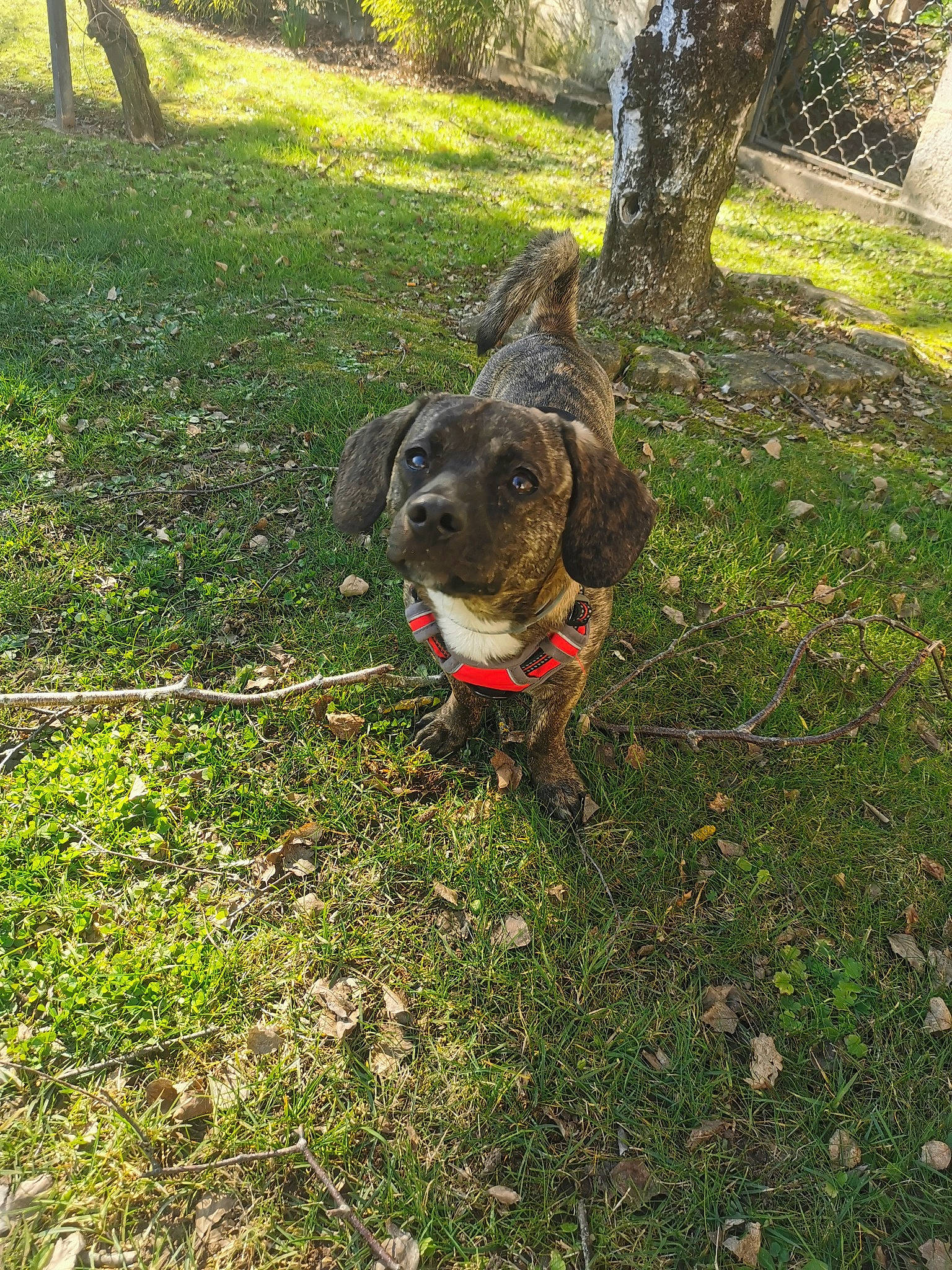 Link participe au concours pour gagner de l'argent avec cette photo : canidae, carnivore, collar, companion_dog, dog, dog_breed, dog_collar, fawn, grass, groundcover, guard_dog, leash, plant, shrub, soil, sporting_group, tail, tree, working_animal, working_dog