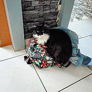 Chipie a rejoint le concours — aidez-le/la à gagner de superbes lots ! animal, architecture, building, cat, clothing, door, flagstone, footwear, indoors, jeans, manx, pants, path, person, pet, shoe, slate, tile, walkway, wall