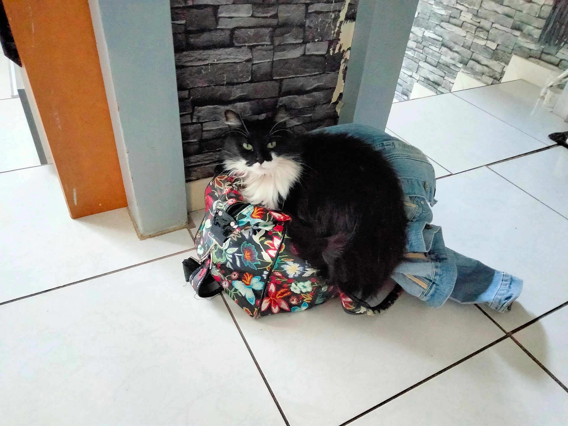 Chipie a rejoint le concours — aidez-le/la à gagner de superbes lots ! animal, architecture, building, cat, clothing, door, flagstone, footwear, indoors, jeans, manx, pants, path, person, pet, shoe, slate, tile, walkway, wall