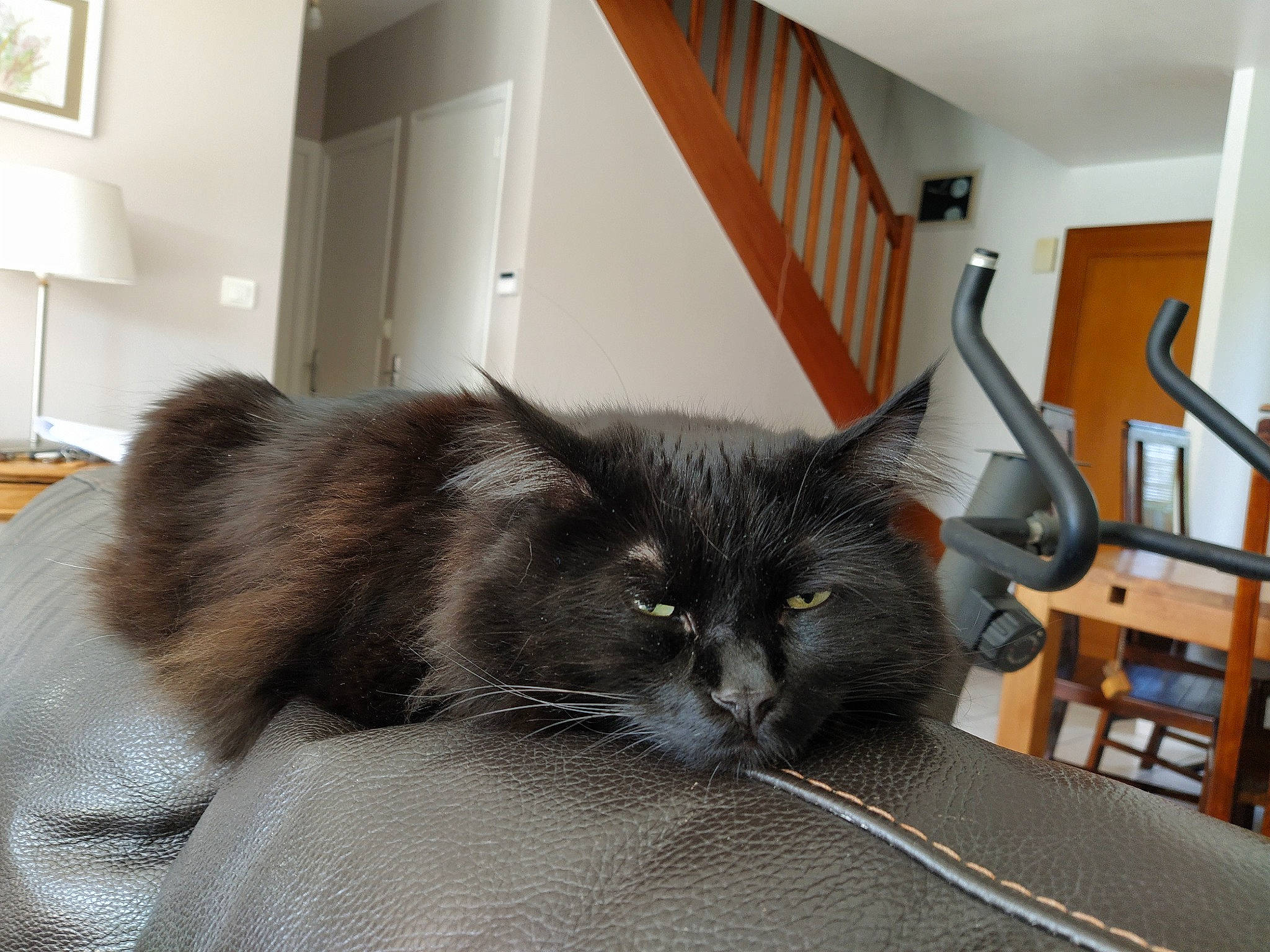 Loki participe au concours pour gagner de l'argent avec cette photo : black_cat, carnivore, cat, comfort, domestic_long_haired_cat, domestic_short_haired_cat, felidae, floor, fur, furniture, kitten, maine_coon, mammal, nebelung, norwegian_forest_cat, room, small_to_medium_sized_cats, tail, whiskers