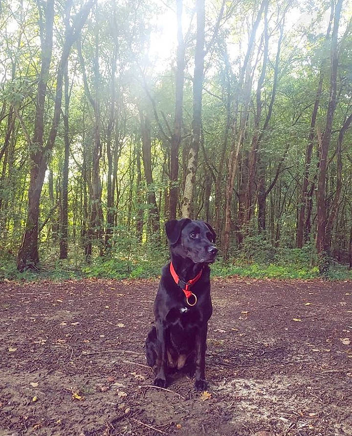 Galice participe au concours pour gagner de l'argent avec cette photo : canidae, carnivore, dog, dog_breed, dog_walking, field_trial, flat_coated_retriever, forest, guard_dog, hunting_dog, labrador_retriever, morning, patterdale_terrier, retriever, sky, sporting_group, sunlight, tree, wilderness, woodland