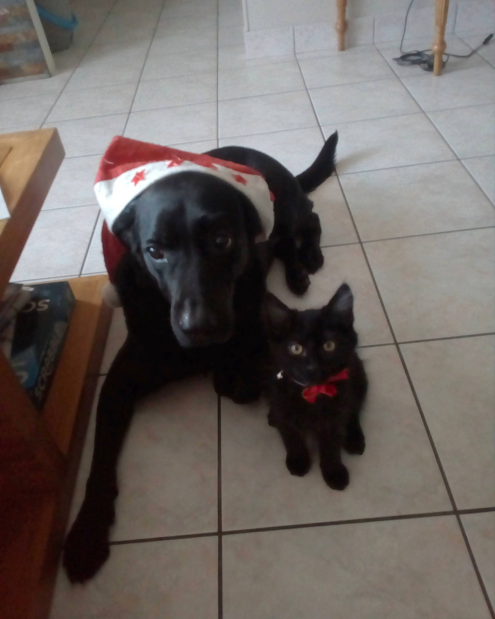 Galice a rejoint le concours — aidez-le/la à gagner de superbes lots ! beagador, black_cat, borador, canidae, carnivore, cat, companion_dog, dog, dog_breed, flat_coated_retriever, floor, flooring, labrador_retriever, patterdale_terrier, puppy, rare_breed_dog, retriever, snout, sporting_group, tail