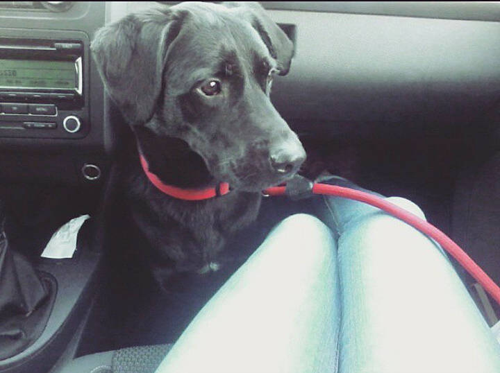 Galice a rejoint le concours — aidez-le/la à gagner de superbes lots ! auto_part, canidae, car, car_seat, carnivore, companion_dog, dog, dog_breed, ear, labrador_retriever, puppy, retriever, snout, sporting_group, vehicle, weimaraner