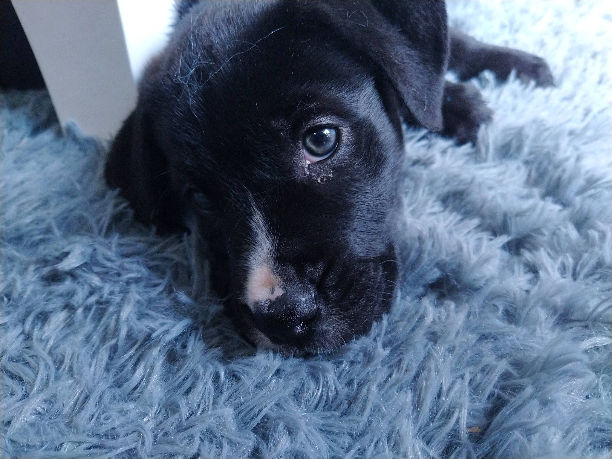 Kira a rejoint le concours — aidez-le/la à gagner de superbes lots ! beagador, borador, canidae, carnivore, dog, dog_breed, labrador_retriever, mammal, nose, patterdale_terrier, puppy, rare_breed_dog, retriever, snout, sporting_group