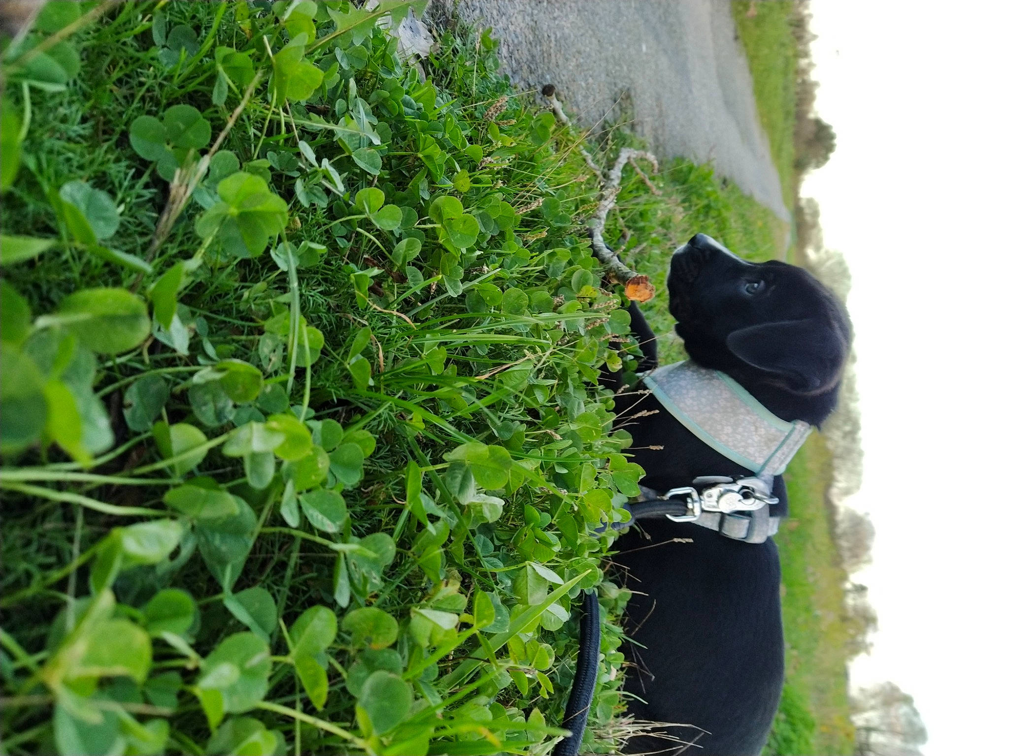 Kira a rejoint le concours — aidez-le/la à gagner de superbes lots ! flower, grass, groundcover, herb, leaf, plant, shrub, tree