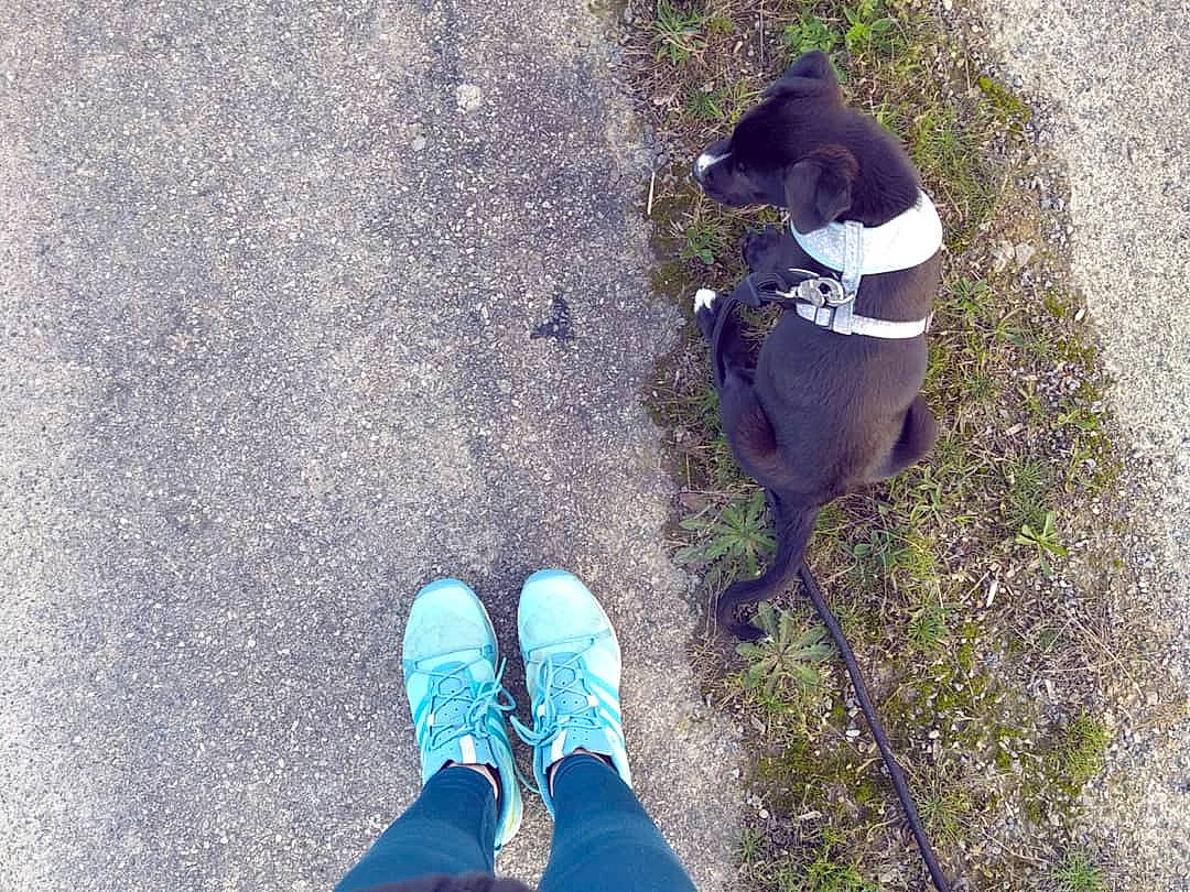 Kira a rejoint le concours — aidez-le/la à gagner de superbes lots ! ankle, asphalt, athletic_shoe, blue, canidae, foot, footwear, grass, human_leg, jeans, leg, road_surface, shadow, shoe, sidewalk, sporting_group