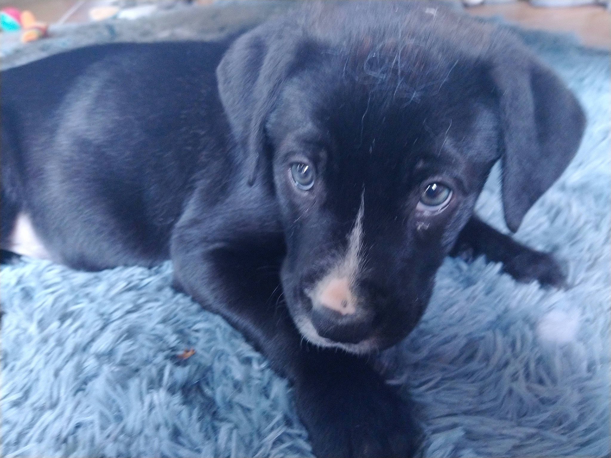 Kira a rejoint le concours — aidez-le/la à gagner de superbes lots ! beagador, blue_lacy, borador, canidae, carnivore, dog, dog_breed, labrador_retriever, mammal, patterdale_terrier, puppy, retriever, snout, sporting_group, vertebrate