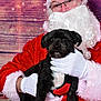 Charlie is registered to the contest to win money with this photo: santa_claus, dog, black_dog, white_gloves, red_costume, white_beard, glasses, wooden_background, harness, pet, holiday, christmas, festive, portrait, animal, cute, indoor, person, smiling, holding