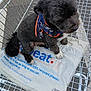 dog, shopping_cart, plastic_bag, pavement, harness, black_dog, white_paws, outdoor, pet, animal, metal, wire_cart, street, urban, canine, leisure, sitting, close_up, daylight, pet_accessory