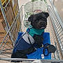 Charlie is registered to the contest to win money with this photo: dog, shopping_cart, blue_jacket, towel, grocery_store, shopping_bags, black_dog, small_dog, pet, indoor, leash, curious, looking_up, floor, boxes, metal_cart, store_aisle, domestic_animal, cute, fur