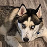 Prince is registered to the contest to win money with this photo: dog, husky, blue_eyes, fur, pet, animal, canine, lying_down, floor, wood, indoor, closeup, portrait, ears, snout, paw, collar, watchful, domestic, cute