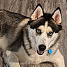 Prince joined the competition — help win amazing prizes! dog, siberian_husky, blue_eyes, fur, pet, indoor, floor, collar, tag, animal, canine, laying_down, looking_up, ears, friendly, curious, mammal, domestic_animal, house_pet, wood_floor