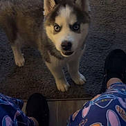 Prince joined the competition — help win amazing prizes! husky, puppy, dog, blue_eyes, carpet, toy, rope_toy, person, pajamas, cartoon_print, footwear, indoor, floor, looking_up, pet, animal, cute, playful, legs, home