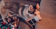 Prince joined the competition — help win amazing prizes! dog, puppy, husky, indoor, couch, rug, floor, pet, animal, furniture, brown, black, white, pattern, playing, canine, companion, cute, domestic, young